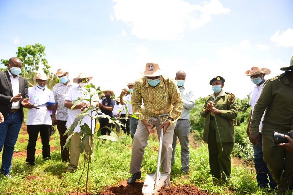 MKU founder Simon Gicharu after planting a tree during Mount Kenya University's botanic tree planting ceremony