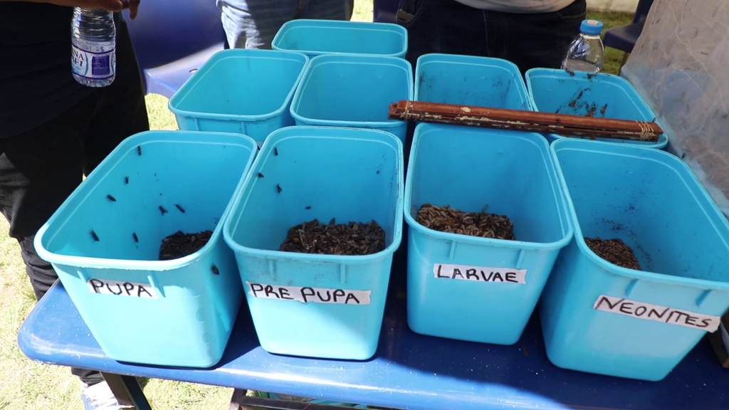 The larval form of the black soldier flies inside containers3