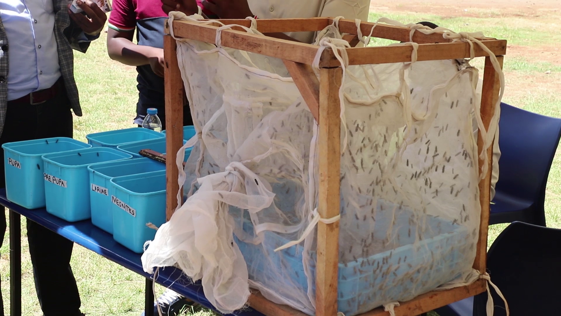 Black soldier flies caged in a net.